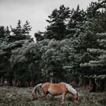 Πίνακας σε Καμβά RUSTIC FARMHOUSE HORSE 2 -  Sticky 5