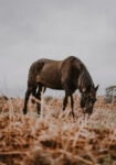 Πίνακας σε Καμβά RUSTIC FARMHOUSE HORSE 3