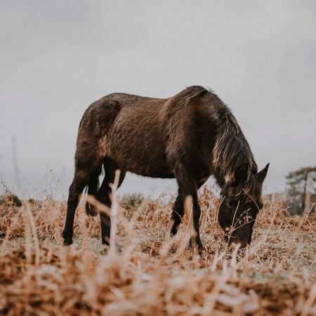 Πίνακας σε Καμβά RUSTIC FARMHOUSE HORSE 3 -  Sticky 5