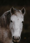 Πίνακας σε Καμβά RUSTIC FARMHOUSE HORSE 4
