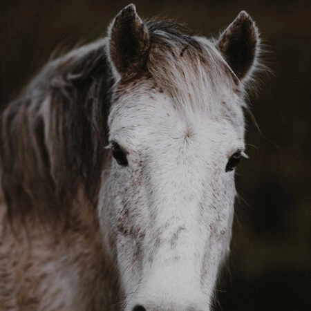 Πίνακας σε Καμβά RUSTIC FARMHOUSE HORSE 4 -  Sticky 5
