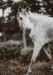 Πίνακας σε Καμβά RUSTIC FARMHOUSE HORSE 5