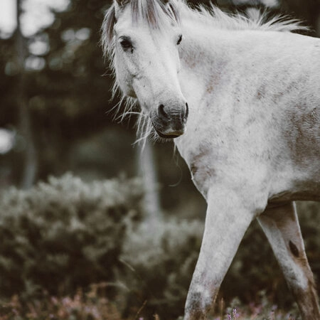 Πίνακας σε Καμβά RUSTIC FARMHOUSE HORSE 5 -  Sticky 5