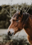 Πίνακας σε Καμβά RUSTIC FARMHOUSE HORSE 6