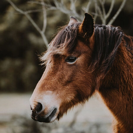Πίνακας σε Καμβά RUSTIC FARMHOUSE HORSE 6 -  Sticky 5