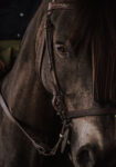 Πίνακας σε Καμβά RUSTIC FARMHOUSE HORSE 7