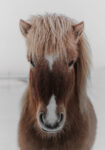 Πίνακας σε Καμβά RUSTIC FARMHOUSE HORSE 8