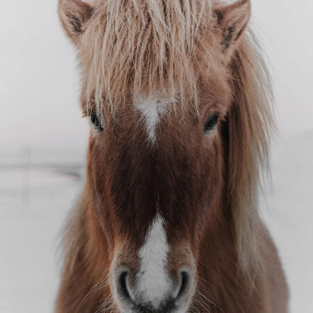 Πίνακας σε Καμβά RUSTIC FARMHOUSE HORSE 8 -  Sticky 5