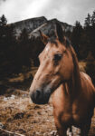 Πίνακας σε Καμβά RUSTIC FARMHOUSE HORSE 9