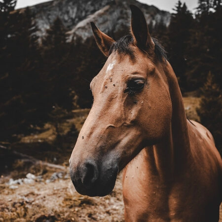 Πίνακας σε Καμβά RUSTIC FARMHOUSE HORSE 9 -  Sticky 5