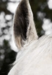 Πίνακας σε Καμβά RUSTIC FARMHOUSE HORSE EAR