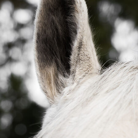 Πίνακας σε Καμβά RUSTIC FARMHOUSE HORSE EAR -  Sticky 5