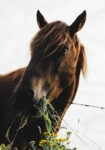 Πίνακας σε Καμβά RUSTIC FARMHOUSE HORSE EATING 2