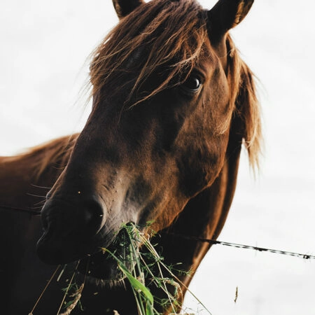 Πίνακας σε Καμβά RUSTIC FARMHOUSE HORSE EATING 2 -  Sticky 5