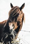 Πίνακας σε Καμβά RUSTIC FARMHOUSE HORSE EATING