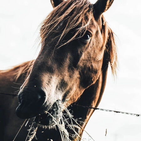 Πίνακας σε Καμβά RUSTIC FARMHOUSE HORSE EATING -  Sticky 5