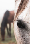 Πίνακας σε Καμβά RUSTIC FARMHOUSE HORSE EYE