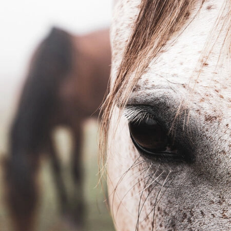 Πίνακας σε Καμβά RUSTIC FARMHOUSE HORSE EYE -  Sticky 5