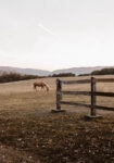 Πίνακας σε Καμβά RUSTIC FARMHOUSE HORSE FIELD