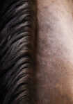 Πίνακας σε Καμβά RUSTIC FARMHOUSE HORSE HAIR
