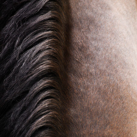 Πίνακας σε Καμβά RUSTIC FARMHOUSE HORSE HAIR -  Sticky 5