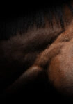 Πίνακας σε Καμβά RUSTIC FARMHOUSE HORSE MUSCLE