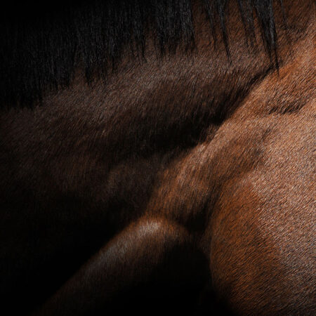 Πίνακας σε Καμβά RUSTIC FARMHOUSE HORSE MUSCLE -  Sticky 5