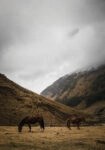 Πίνακας σε Καμβά RUSTIC FARMHOUSE HORSES 2