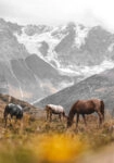 Πίνακας σε Καμβά RUSTIC FARMHOUSE HORSES 3