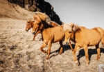 Πίνακας σε Καμβά RUSTIC FARMHOUSE HORSES 4