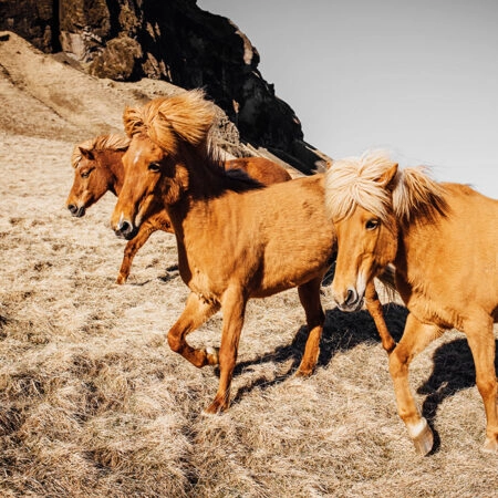 Πίνακας σε Καμβά RUSTIC FARMHOUSE HORSES 4 -  Sticky 5