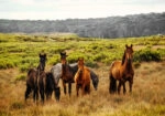 Πίνακας σε Καμβά RUSTIC FARMHOUSE HORSES 5