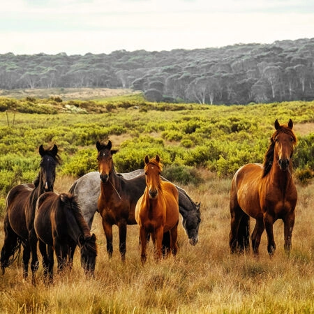 Πίνακας σε Καμβά RUSTIC FARMHOUSE HORSES 5 -  Sticky 5
