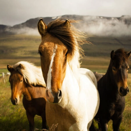 Πίνακας σε Καμβά RUSTIC FARMHOUSE HORSES 6 -  Sticky 5