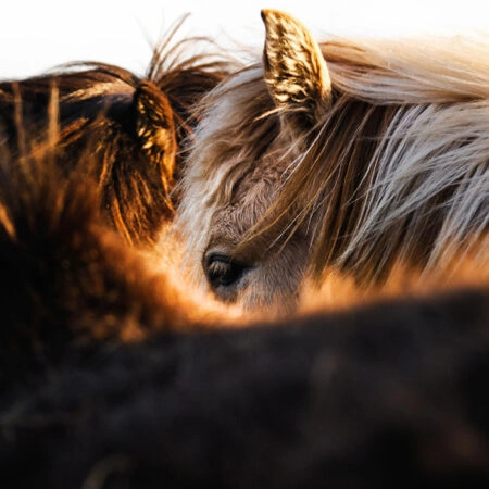 Πίνακας σε Καμβά RUSTIC FARMHOUSE HORSES 7 -  Sticky 5