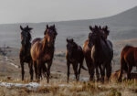 Πίνακας σε Καμβά RUSTIC FARMHOUSE HORSES 8