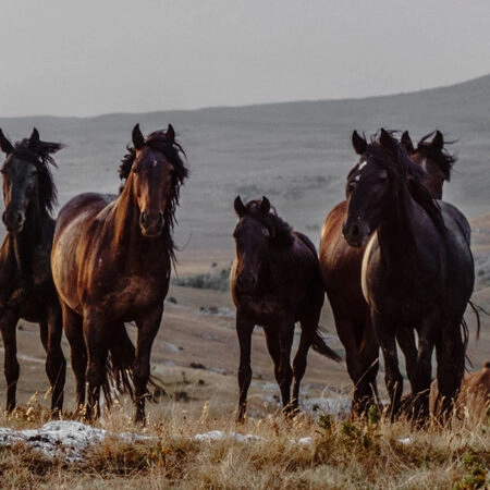 Πίνακας σε Καμβά RUSTIC FARMHOUSE HORSES 8 -  Sticky 5