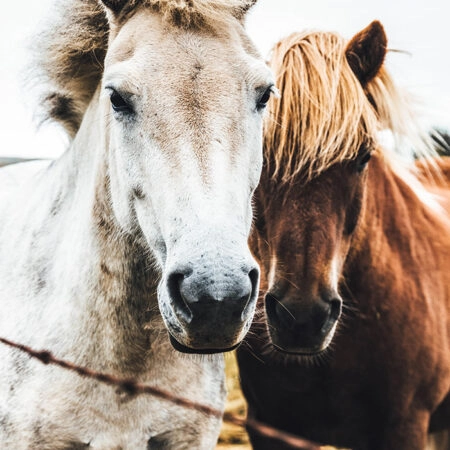 Πίνακας σε Καμβά RUSTIC FARMHOUSE HORSES -  Sticky 5