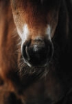 Πίνακας σε Καμβά RUSTIC FARMHOUSE HORSE
