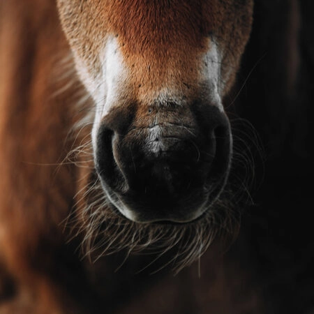 Πίνακας σε Καμβά RUSTIC FARMHOUSE HORSE -  Sticky 5