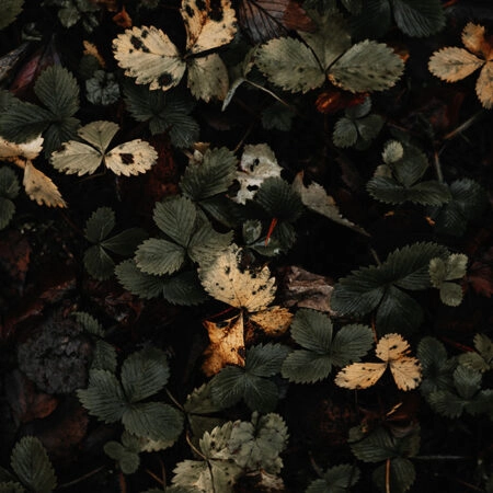 Πίνακας σε Καμβά RUSTIC FARMHOUSE LEAVES 2 -  Sticky 5