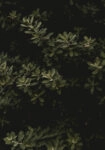 Πίνακας σε Καμβά RUSTIC FARMHOUSE LEAVES