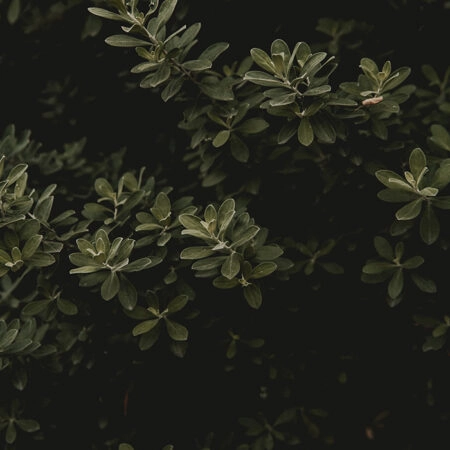 Πίνακας σε Καμβά RUSTIC FARMHOUSE LEAVES -  Sticky 5