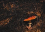 Πίνακας σε Καμβά RUSTIC FARMHOUSE MUSHROOM 2