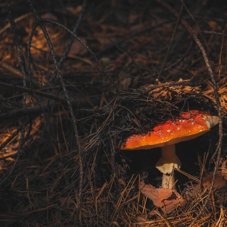 Πίνακας σε Καμβά RUSTIC FARMHOUSE MUSHROOM 2 -  Sticky 5