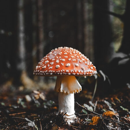 Πίνακας σε Καμβά RUSTIC FARMHOUSE MUSHROOM -  Sticky 5