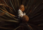 Πίνακας σε Καμβά RUSTIC FARMHOUSE PINE CONES 2