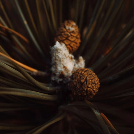 Πίνακας σε Καμβά RUSTIC FARMHOUSE PINE CONES 2 -  Sticky 5