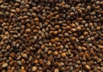 Πίνακας σε Καμβά RUSTIC FARMHOUSE PINE CONES