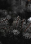 Πίνακας σε Καμβά RUSTIC FARMHOUSE PINE LEAVES 2